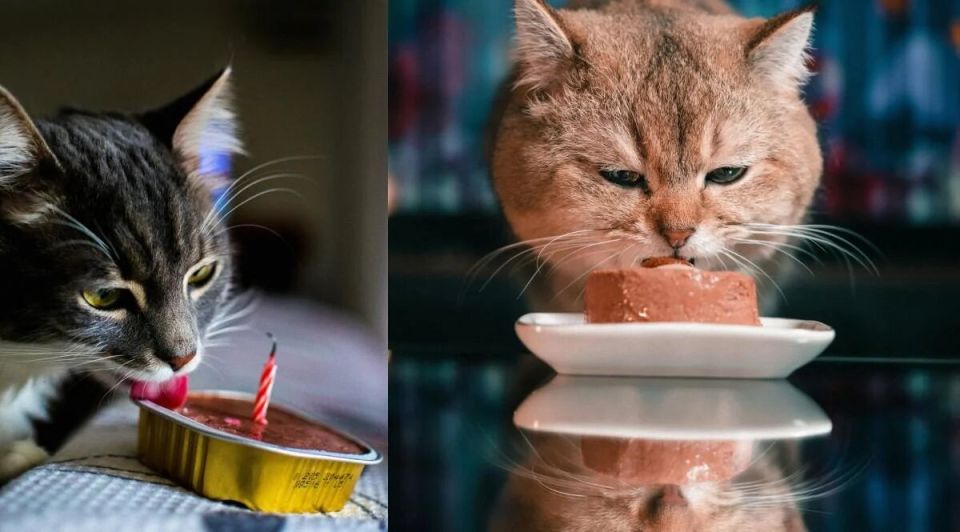Почему коты предпочитают обедать в компании хозяев: трогательная причина от ветеринара