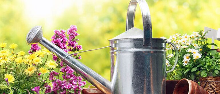 Эффективные натуральные методы защиты сада от вредителей и болезней