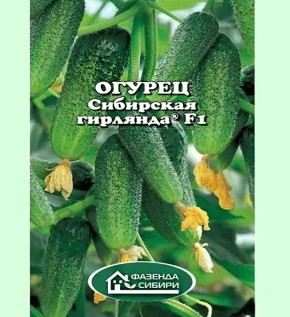 Первые шаги к урожаю: огурцы сорта «Сибирская гирлянда» в огороде 2025 года