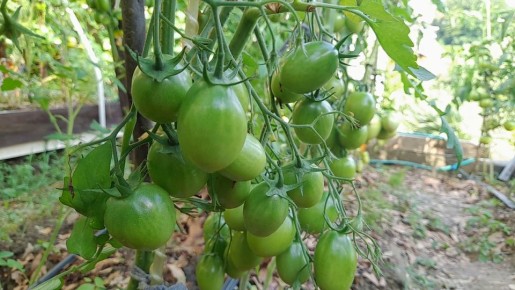 Как правильно подкармливать томаты, перцы и баклажаны в июле для впечатляющего урожая