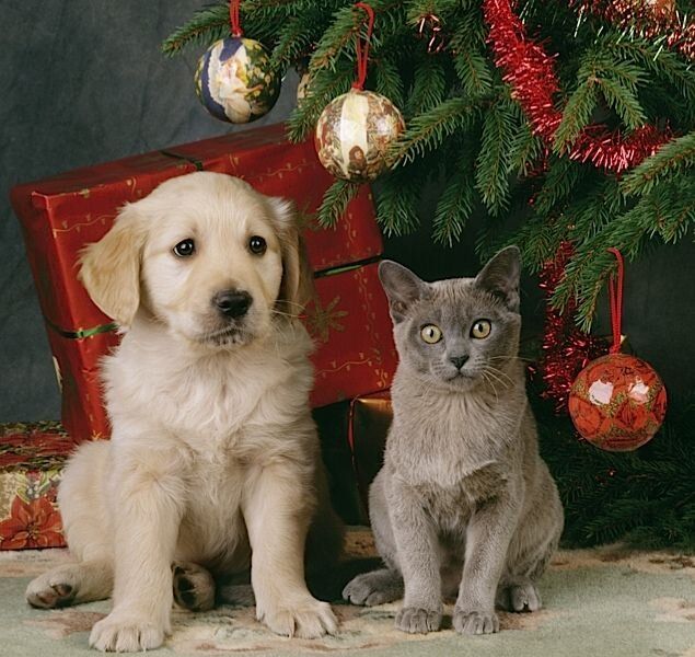 Новый год с мудростью питомцев: 10 советов для счастливой жизни