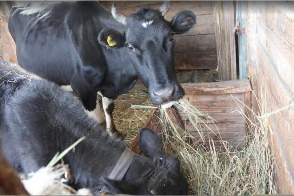 Эффективная вентиляция в коровнике