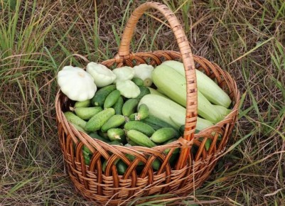 Как добиться соверших огурцов: секреты избежания пустот