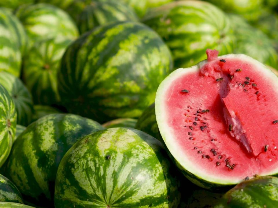 Как вырастить сладкий арбуз в средней полосе: секреты успешного урожая