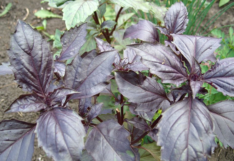 Секреты кулинарных и декоративных трав: как в вашем саду заиграют ароматы