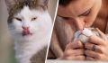 Почему ваша кошка вас лижет: больше, чем просто привязанность