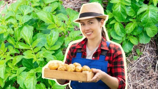 Сажайте картошку только так и сэкономите в 5 раз: урожай будет богатым