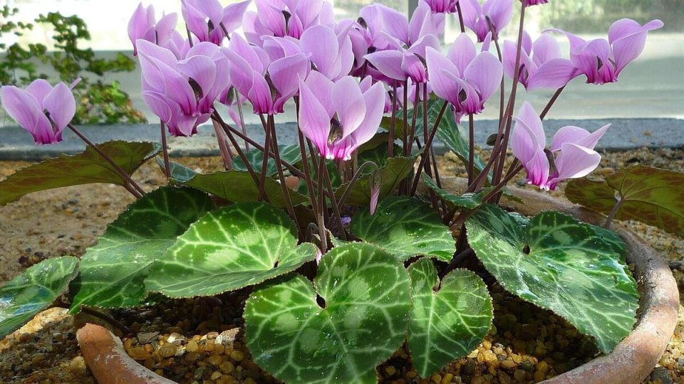 Как создать идеальные условия для роста цикламена: советы по уходу