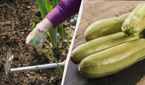 Как вырастить гигантские кабачки: простые секреты подкормки