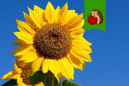 Почему подсолнухи могут стать врагами вашего огорода?