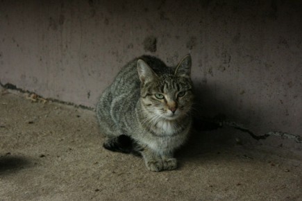 Похолодание грозит превратить костромские дороги в каток