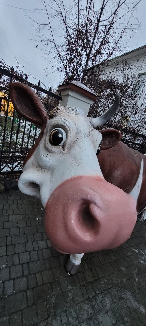 Костромские полицейские вернули рог коровы Маруси