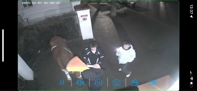 В Костроме полицейские задержали молодого человека, повредившего скульптуру коровы, установленной у музея сыра В Костроме полицейские задержали молодого человека, повредившего скульптуру коровы, установленной у музея сыра