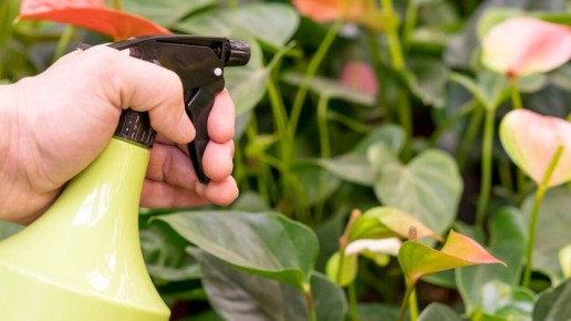 Перекись водорода: секреты оздоровления ваших комнатных растений