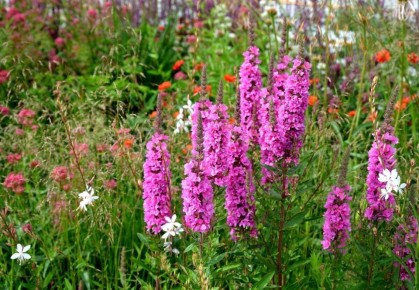 Дербенники: как выбрать идеальные растения для влажных уголков вашего сада