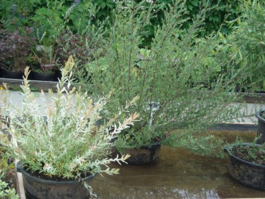 Ива как природный укоренитель: секреты подготовки и применения