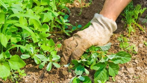 Как укрыть огород от сорняков: хитрости мульчирования скошенной травой