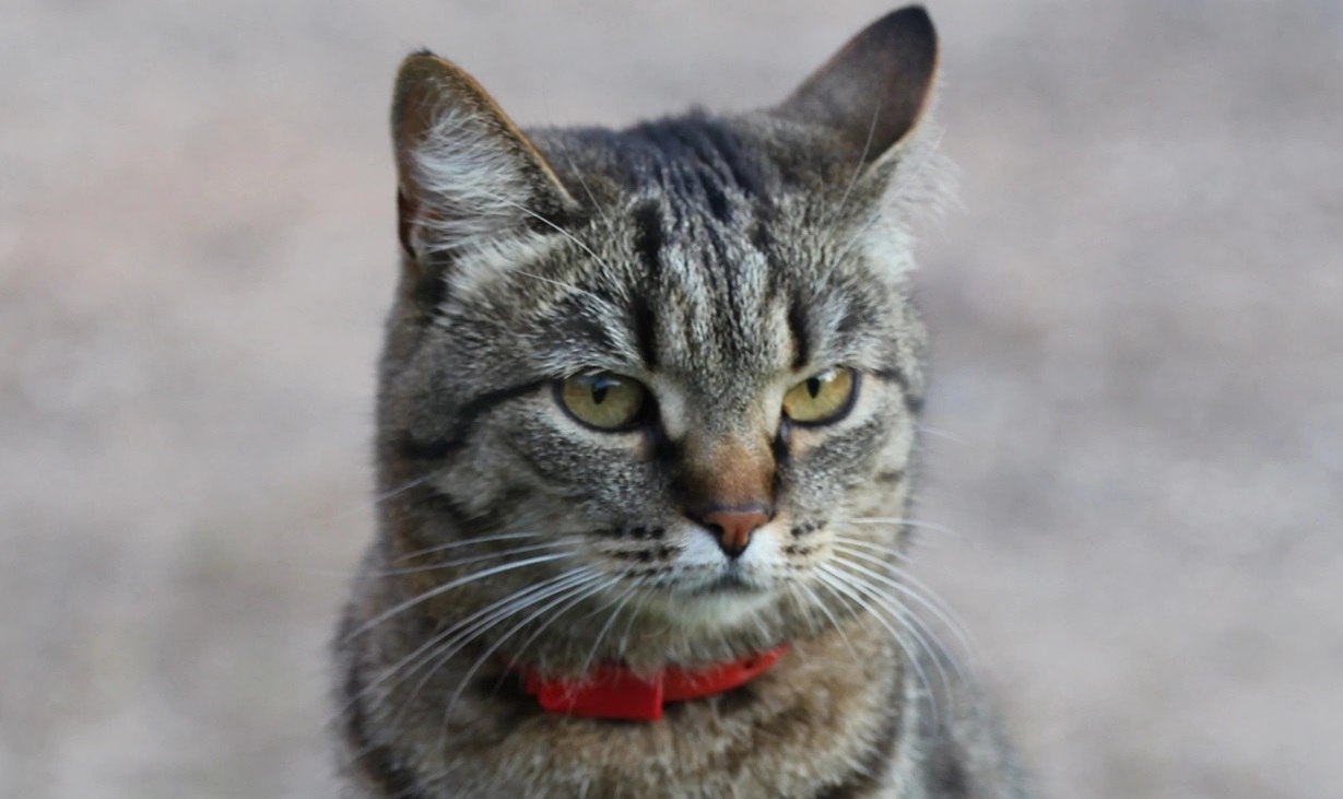 Мороз недолго будет править в Костроме