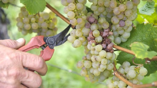 «Продукция прошлого года»: о чем говорит стоимость вина до 100 рублей