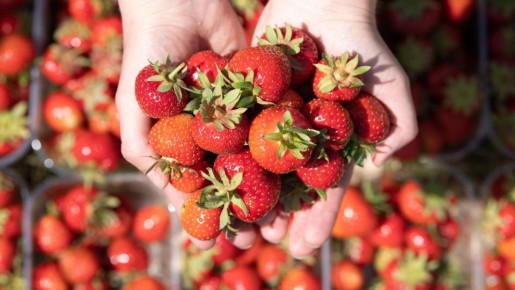 Чтобы не заработать аллергию: эксперт назвал суточную норму потребления клубники