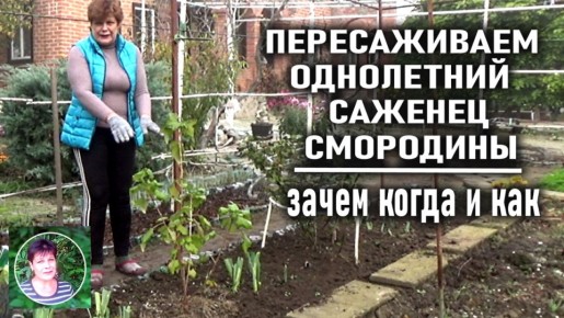 Пересадка смородины: искусство осеннего ухода