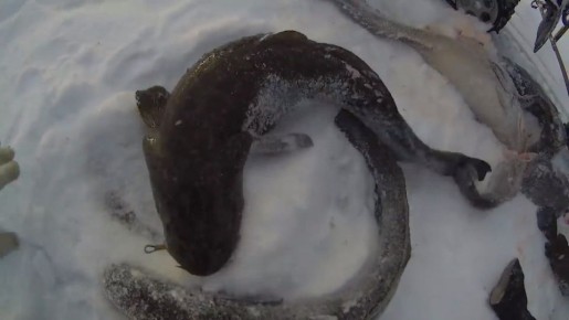 � ����������� ������� ������� � �������� ������ �� ������ ������