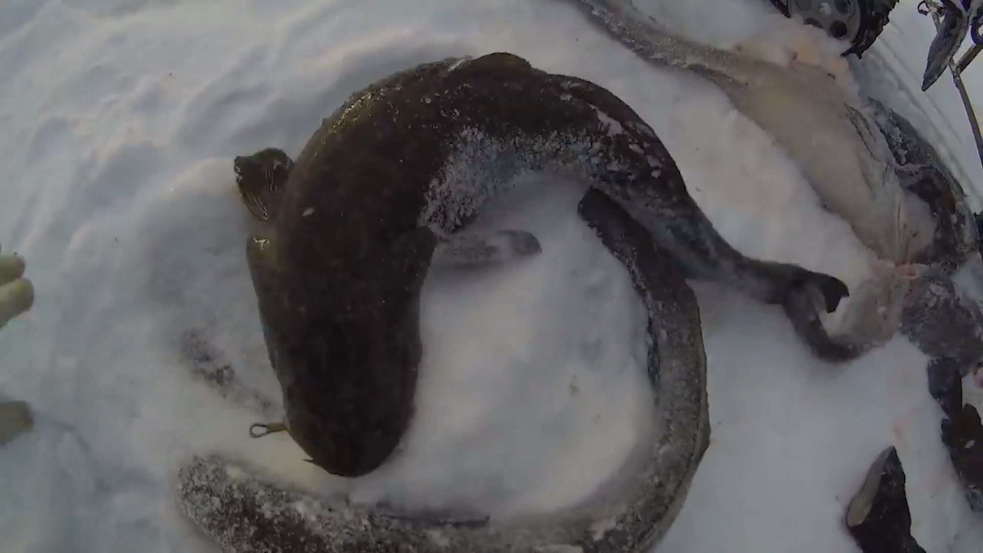 В Костромской области вступил в действие запрет на добычу налима