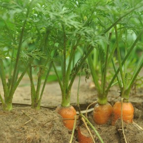 ������ ��������� � �������: ����� �������� �� ��������� ������?