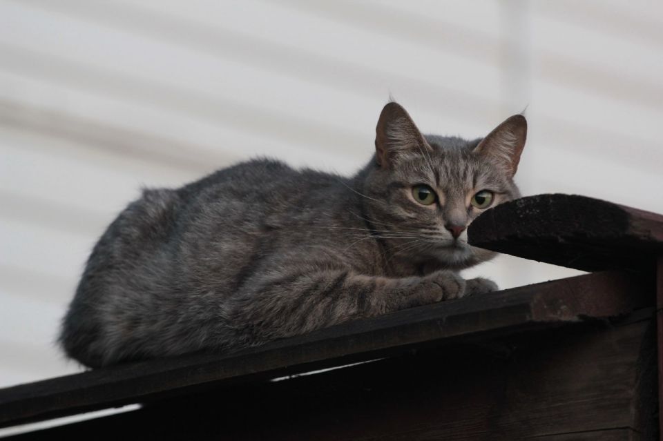 �������� ������ ��� ������� ����������� � ��������