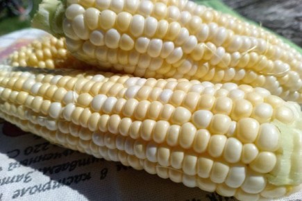 Как варить кукурузу правильно: распространенные кулинарные ошибки — и как их избежать