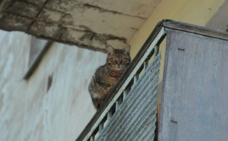 ���� ������ ��������� ����������� � ����