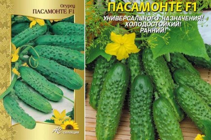 Огурцы Пасамонте: секреты успешного роста и богатого урожая