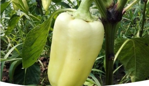 ������ ��� ����� �� ������ � �������? ����������� � ���������������� ���������