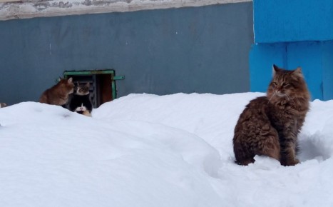 ��� ���������� ������: ���� �������� ���� � ����������� �������