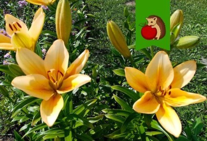 ��� ����������� ����� � �������� ��������: ������ ��� ��������� �����