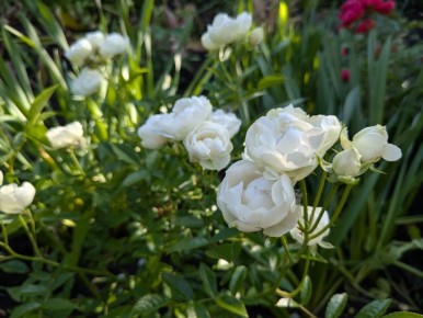 ��� ������ ������ ������ ������ ����������: ������ � ������� �� ����