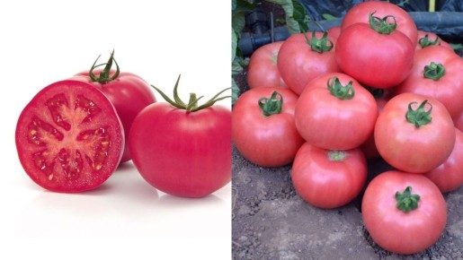 Розовые помидоры: пять лучших сортов для вашего урожая