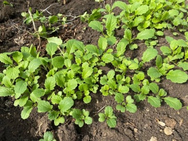 Почему сидераты стали незаменимыми помощниками в огородах 2025 года