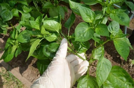 ���� �� �������: �������� ������ ��� ������� ������