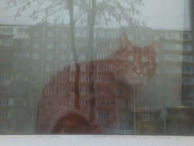 �������� �������� ���������� �������������