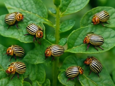 ����������� ������ ������ ��������� �� ������������ ����