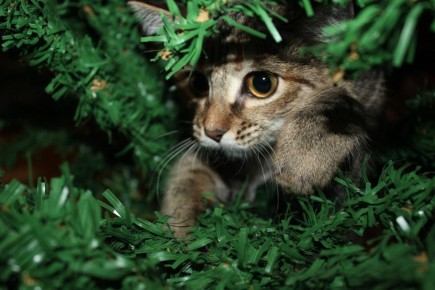 Морозец и нетронутый снег – с такой погодой костромичи встретят Новый год