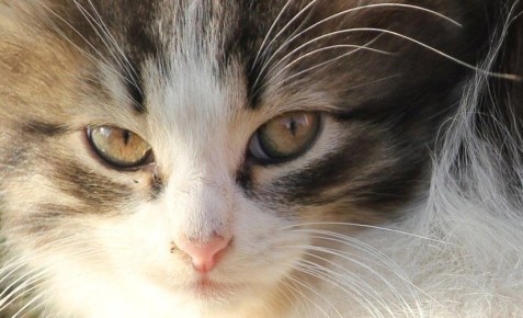 Третье января встретит костромичей лёгким морозцем