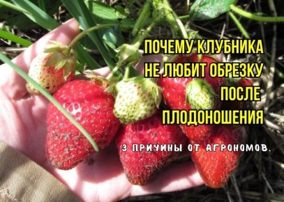 ����� ������� ��������: ��� ����� �����, ����� �������� ������ ������