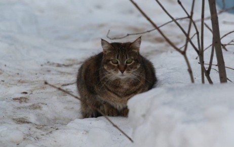 �������� �������: � ����������� ����� � �������� ������� ������ ����