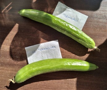 Уникальный огуречный гибрид, который покорил сердца садоводов