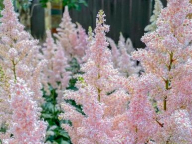 �������� ��������: ������� ����� �� ���������� ��������� ��� ������ ����