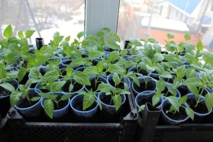 �������� ����������� ������� � ��� � ��� ����������