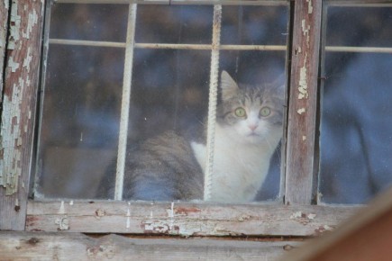 �������� ������ ���� ������� ����������� �� ������ ����