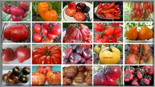 ����� ��������� �������: ������� �������� �������